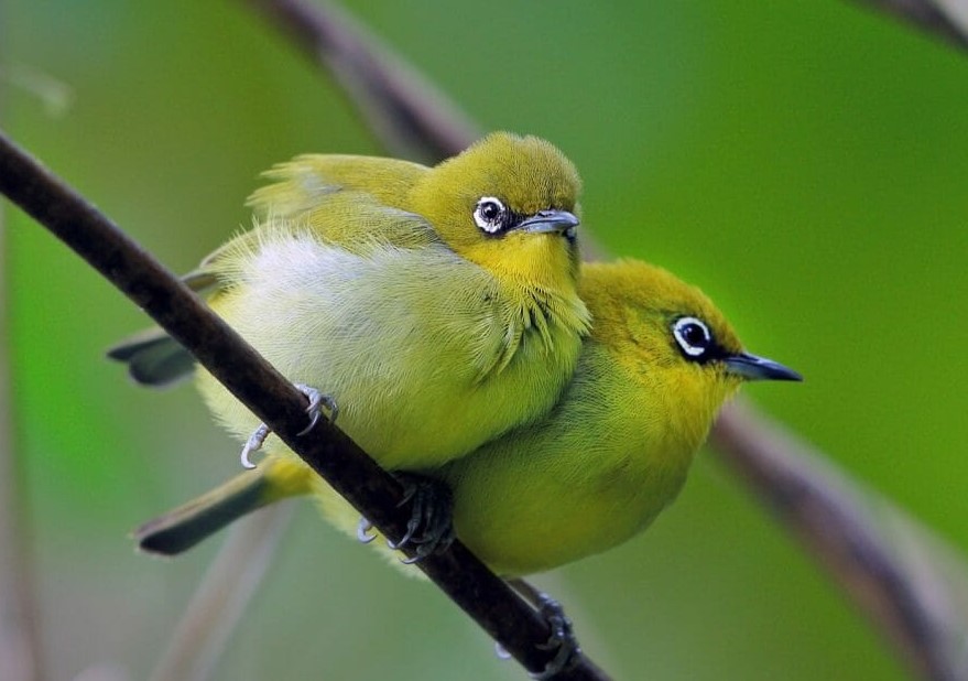 Cara Meningkatkan Birahi Burung Pleci