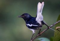 Ciri-Ciri Burung Kacer Siap Lomba