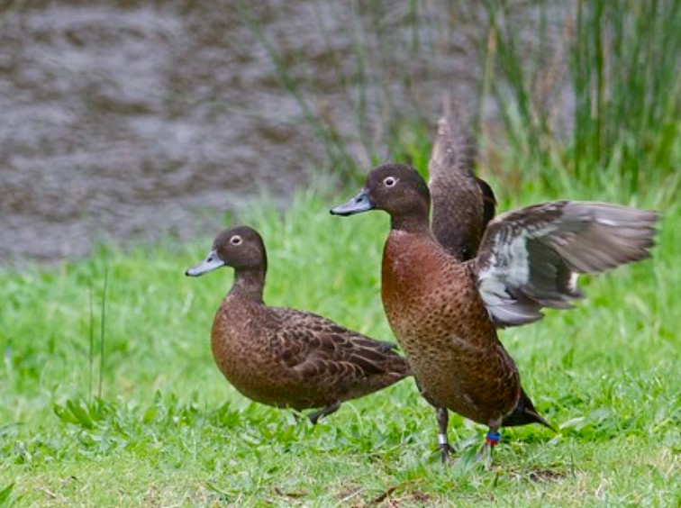 Mengenal Burung Belibis