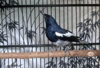 Penyebab Burung Sering Mengangkat Kaki