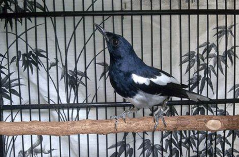 Penyebab Burung Sering Mengangkat Kaki