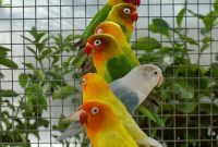 Cara Mencetak Lovebird Dakocan