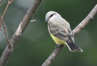 Cara Merawat Burung Flamboyan