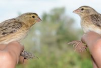 Cara Mudah Bedakan Burung Branjangan Jantan dan Betina