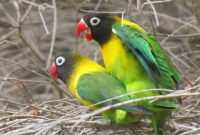 Cara Membedakan Lovebird Jantan dan Betina