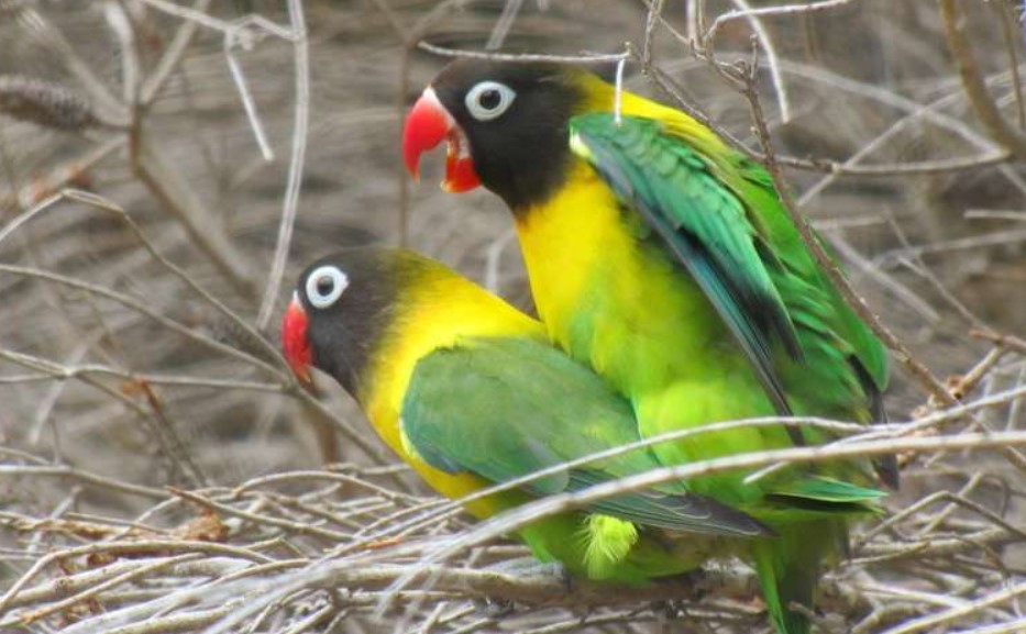 Cara Membedakan Lovebird Jantan dan Betina