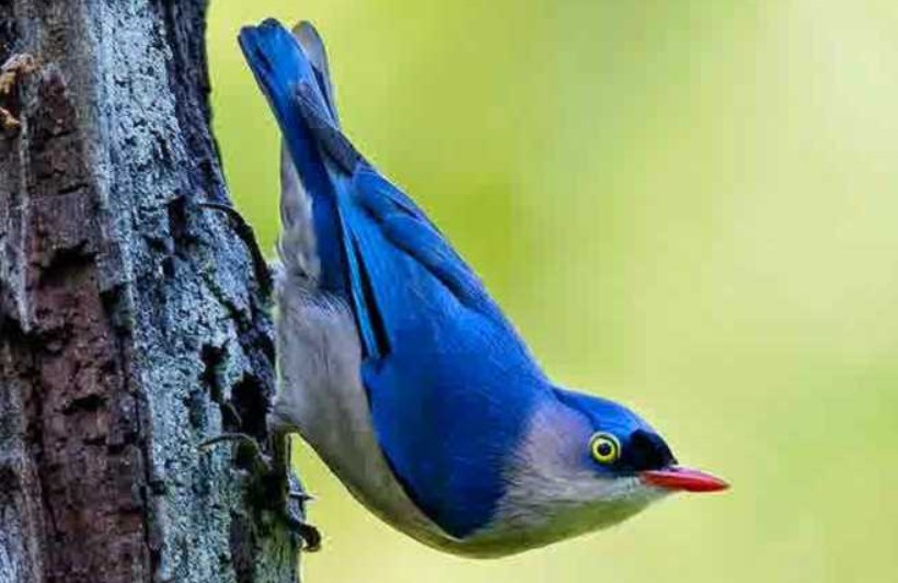 Mengenal Burung Rambatan