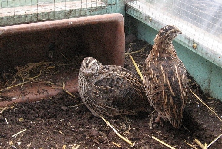 Mengetahui Tempat dan Lokasi Sarang Burung Puyuh