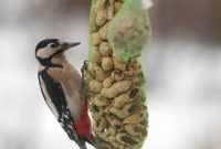 Makanan Burung Pelatuk