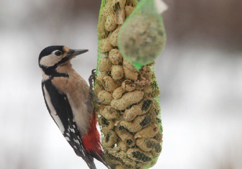 Makanan Burung Pelatuk