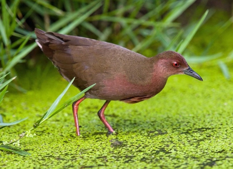 Download Suara Burung Tikusan Mata Merah