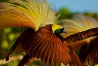 Burung Terbesar di Irian Jaya