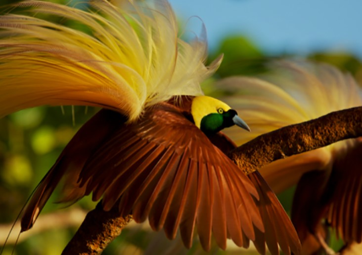 Burung Terbesar di Irian Jaya