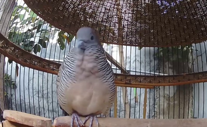 Cara Menangkap Burung Perkutut Malam Hari