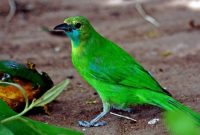 Perbedaan Burung Meranti Jantan dan Betina