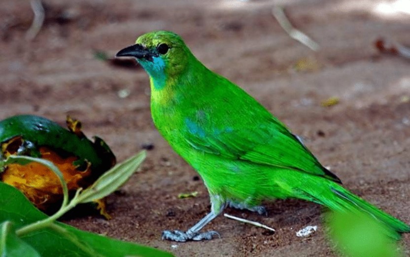 Perbedaan Burung Meranti Jantan dan Betina