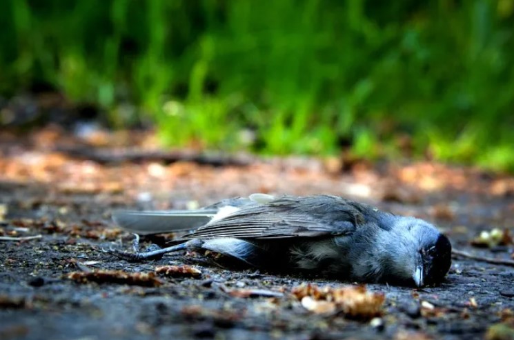 Arti Burung Mati di Depan Rumah