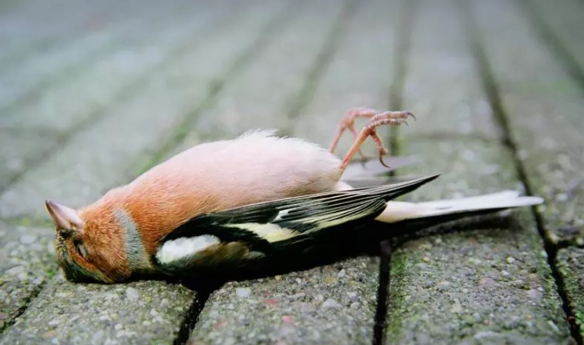 Penyebab Burung Tiba-Tiba Mati Mendadak