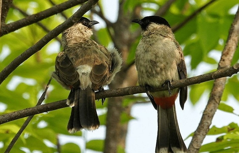 Jenis-Jenis Burung Kutilang