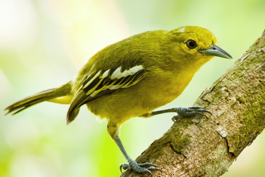 Harga Burung Sirtu di Pasaran