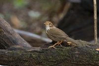 Perbedaan Burung Kaso-Kaso Jantan dan Betina