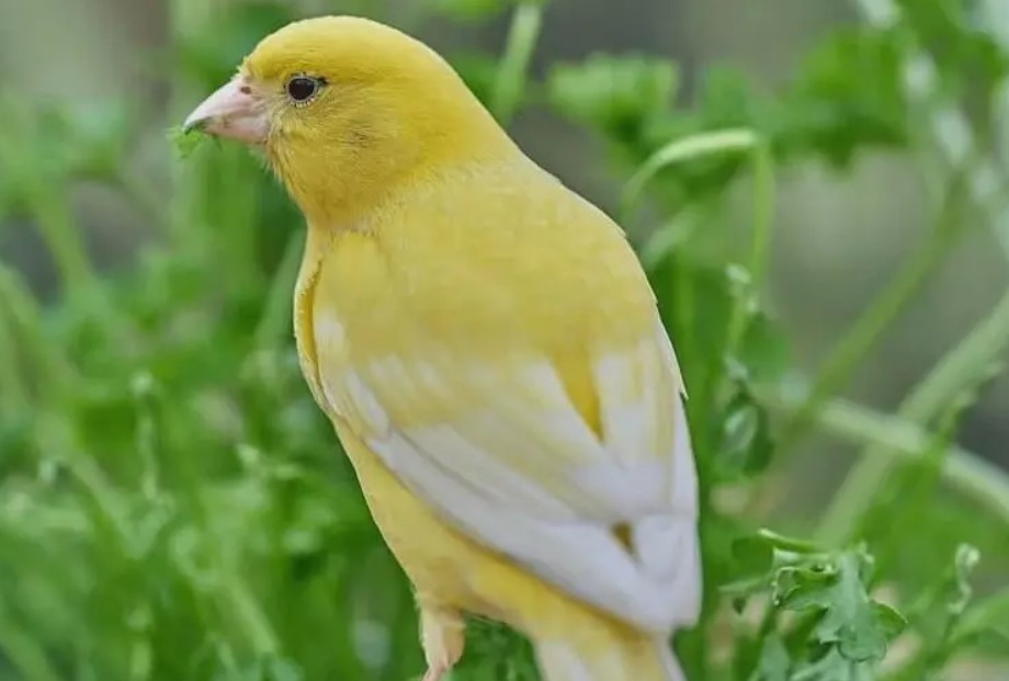 Merk Vitamin Burung Kenari Terbaik