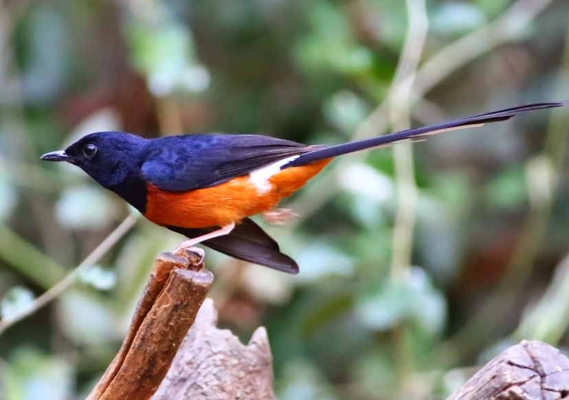 Manfaat Vitachick Untuk Burung Murai Batu