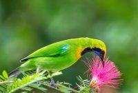 Perbedaan Burung Kinoi Jantan dan Betina