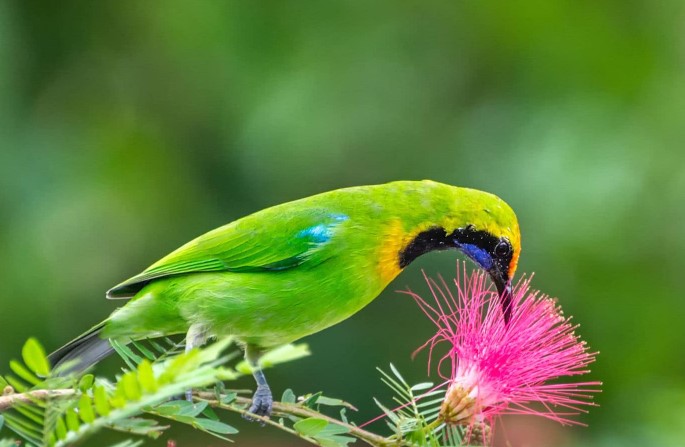 Perbedaan Burung Kinoi Jantan dan Betina