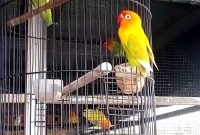 Cara Menangkap Burung Bandangan Lovebird