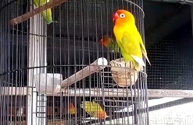 Cara Menangkap Burung Bandangan Lovebird