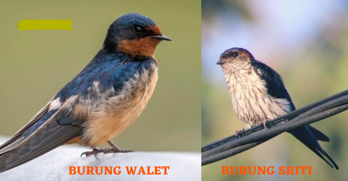 Perbedaan Burung Walet dan Burung Sriti