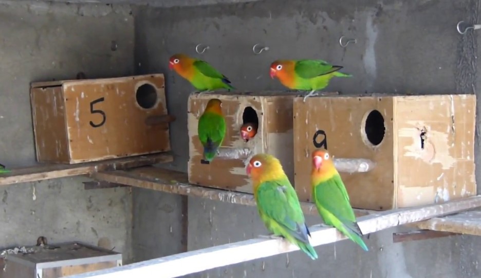 Ciri Lovebird Sudah Bertelur di Glodok