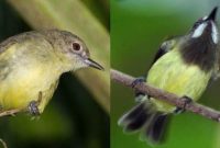 Perbedaan Burung Remetuk Laut Jantan dan Betina