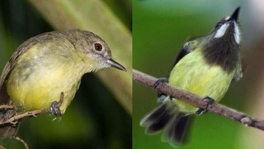 Perbedaan Burung Remetuk Laut Jantan dan Betina