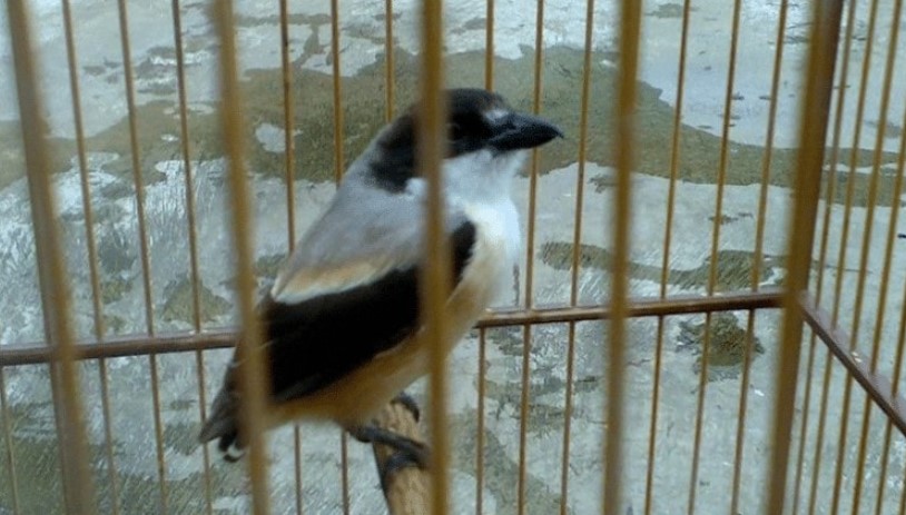 Cara Mengatasi Cacingan Pada Burung