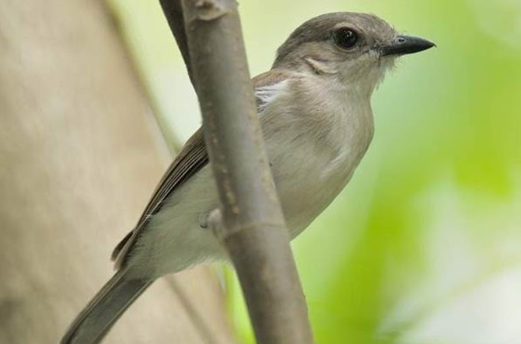 Perbedaan Burung SRDC Jantan dan Betina