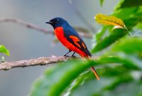 Makanan Burung Mantenan Agar Gacor