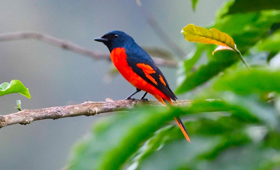 Makanan Burung Mantenan Agar Gacor